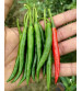 Chilli / Hot Pepper F1 Tejveer 10 grams